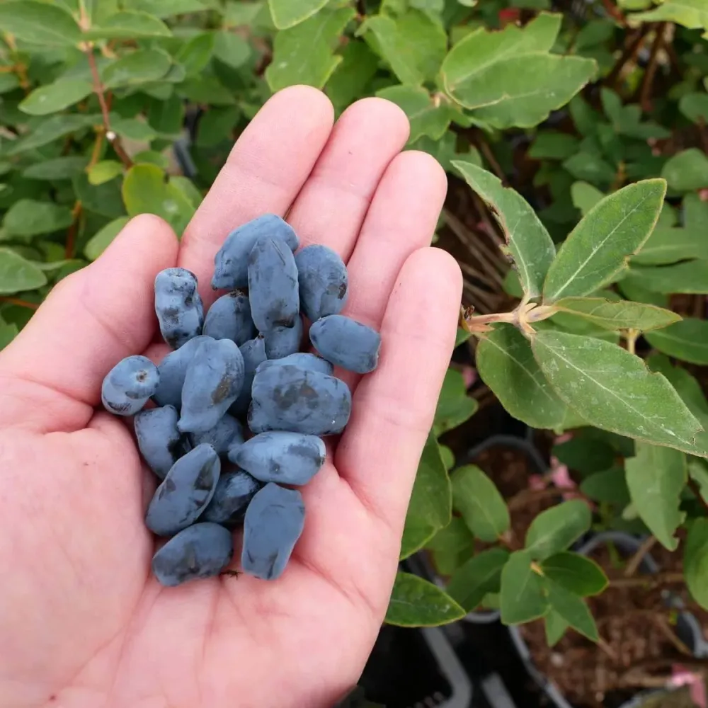Lonicera caerulea 'Altaj' - Afinul siberian, Boabe de miere