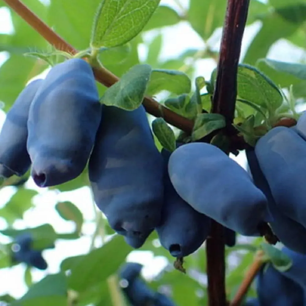 Lonicera caerulea 'Altaj' - Afinul siberian, Boabe de miere