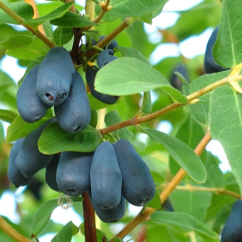 Lonicera caerulea 'Borealis' - Afinul siberian