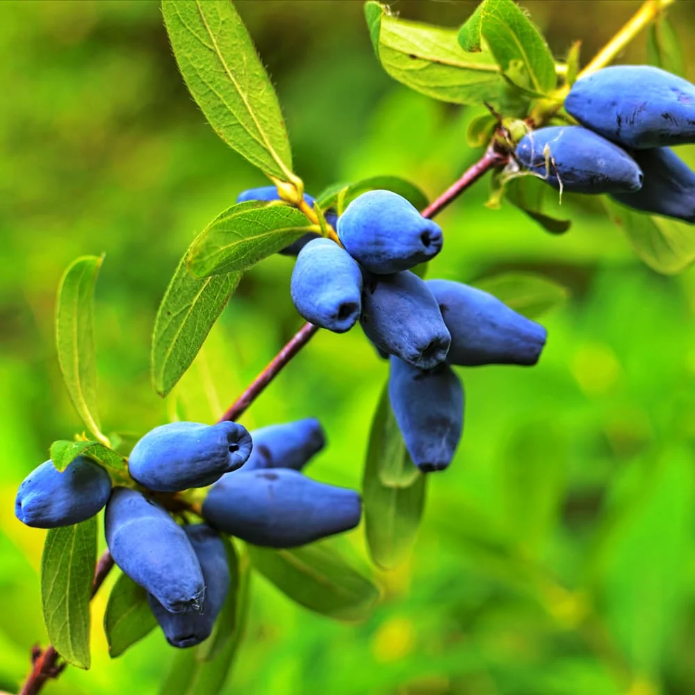 Lonicera caerulea 'Wojtek' - Afinul siberian, Boabe de miere
