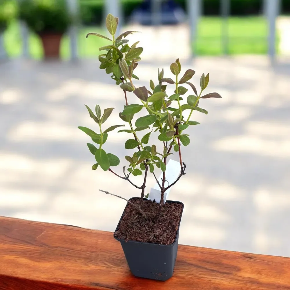 Lonicera caerulea 'Zojka' - Afinul siberian, Boabe de miere