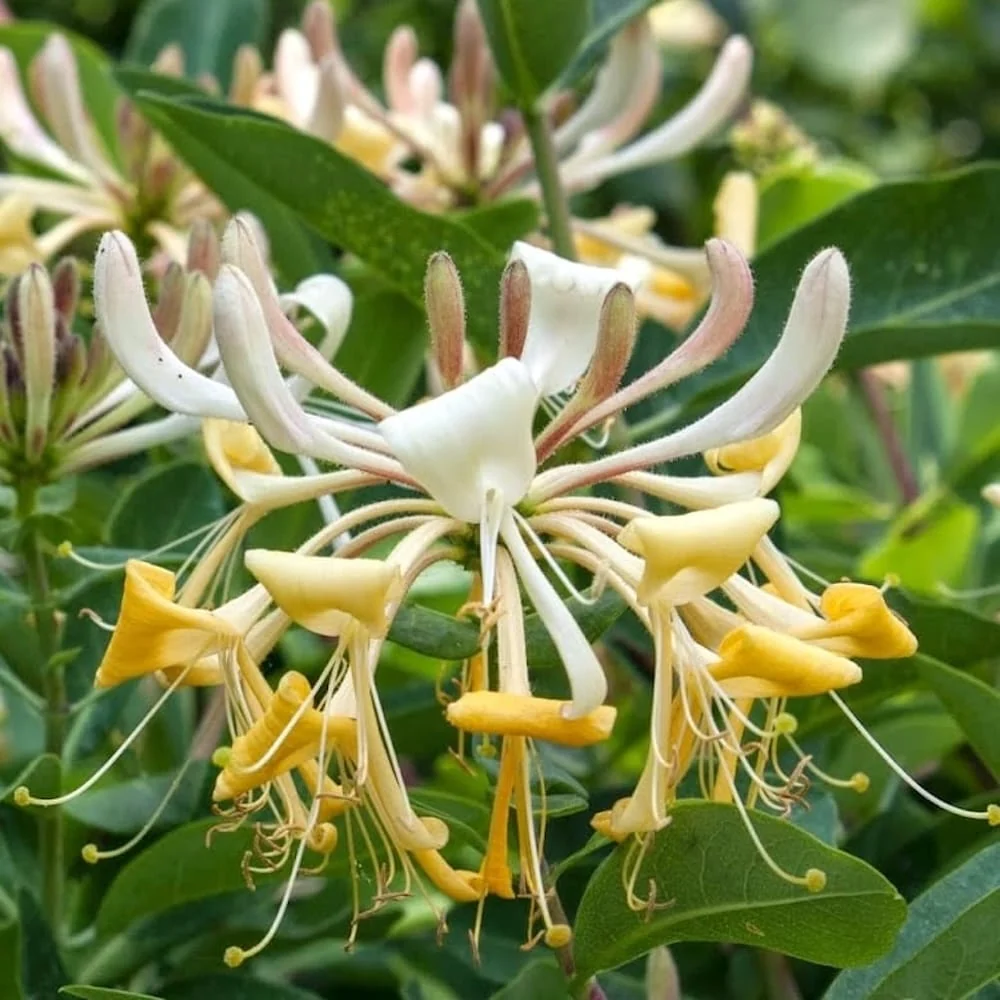 Lonicera caprifolium - Caprifoi