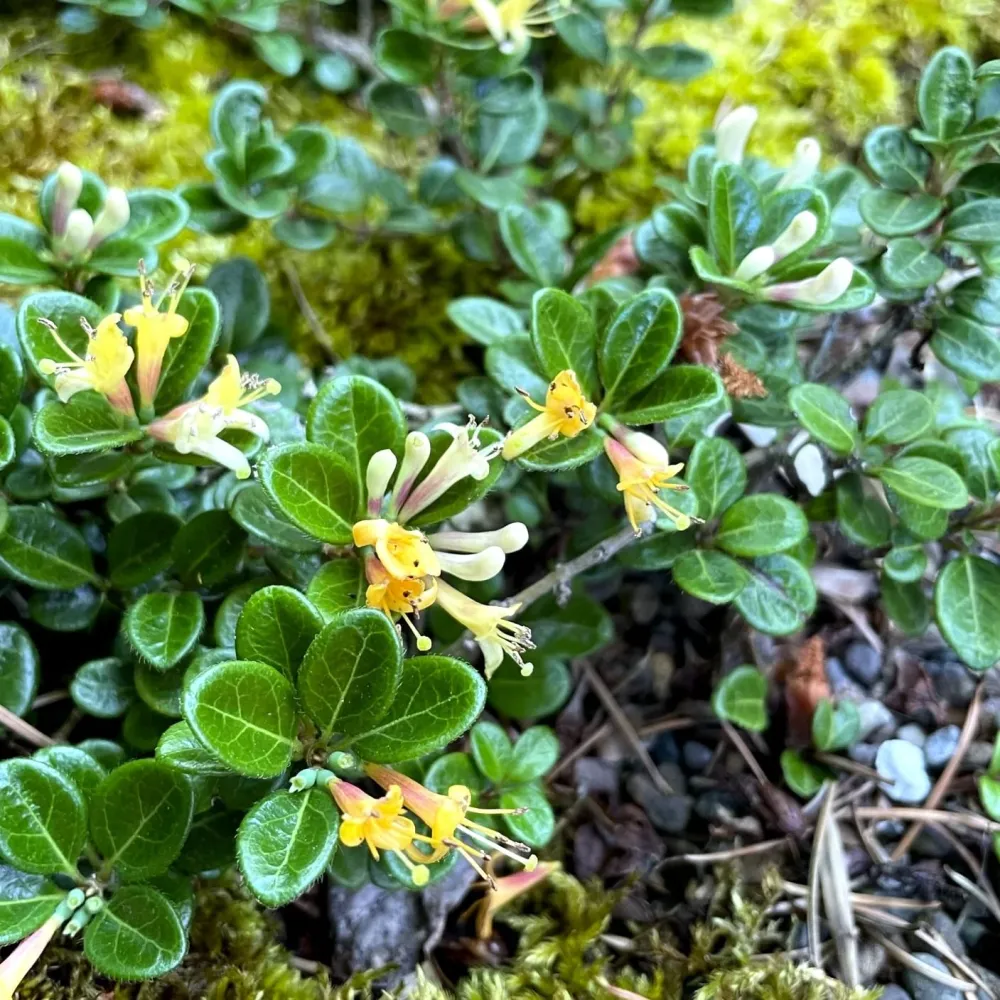 Lonicera crassifolia 'Little Honey' (Evergreen) - Caprifoi tarator