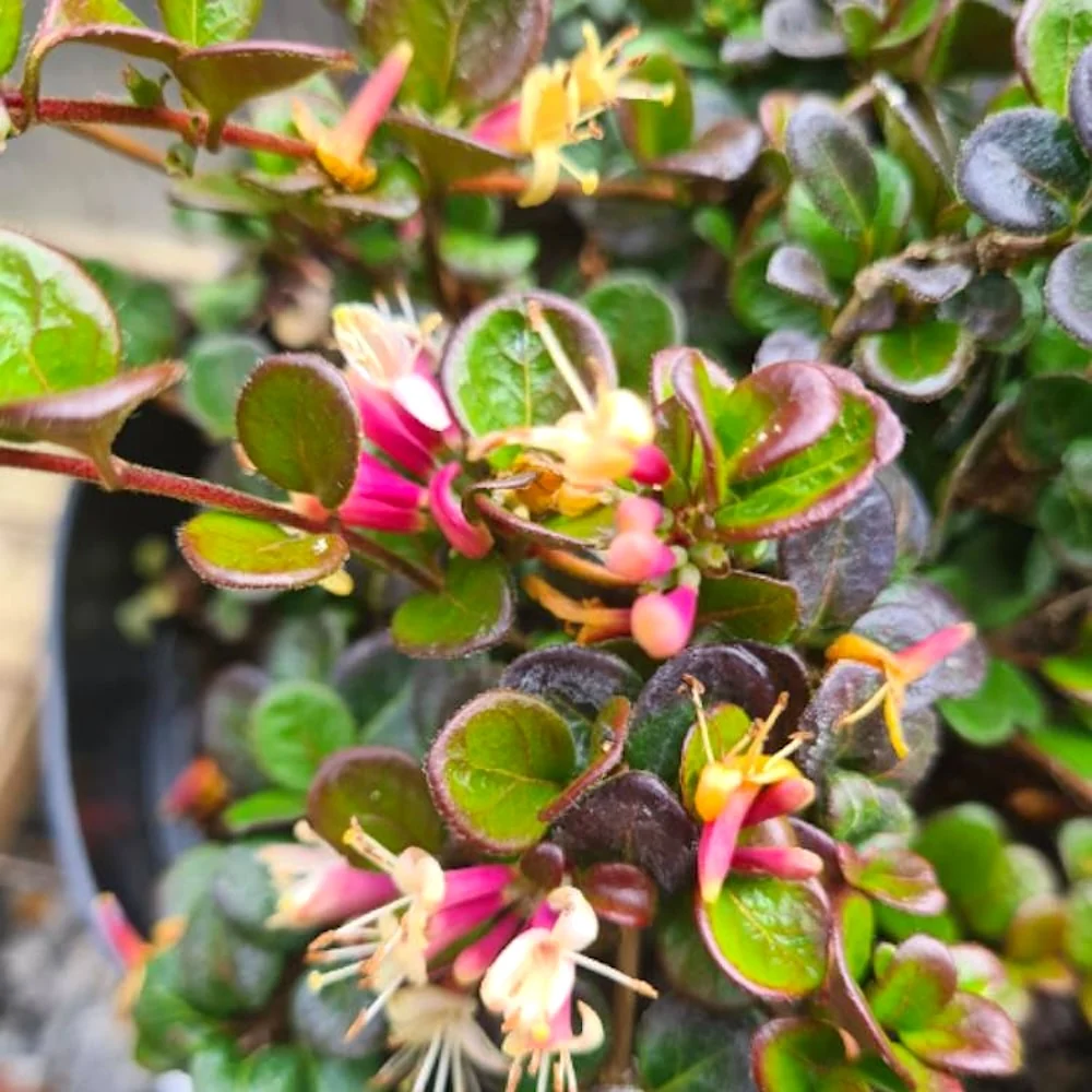 Lonicera crassifolia 'Little Honey' (Evergreen) - Caprifoi tarator