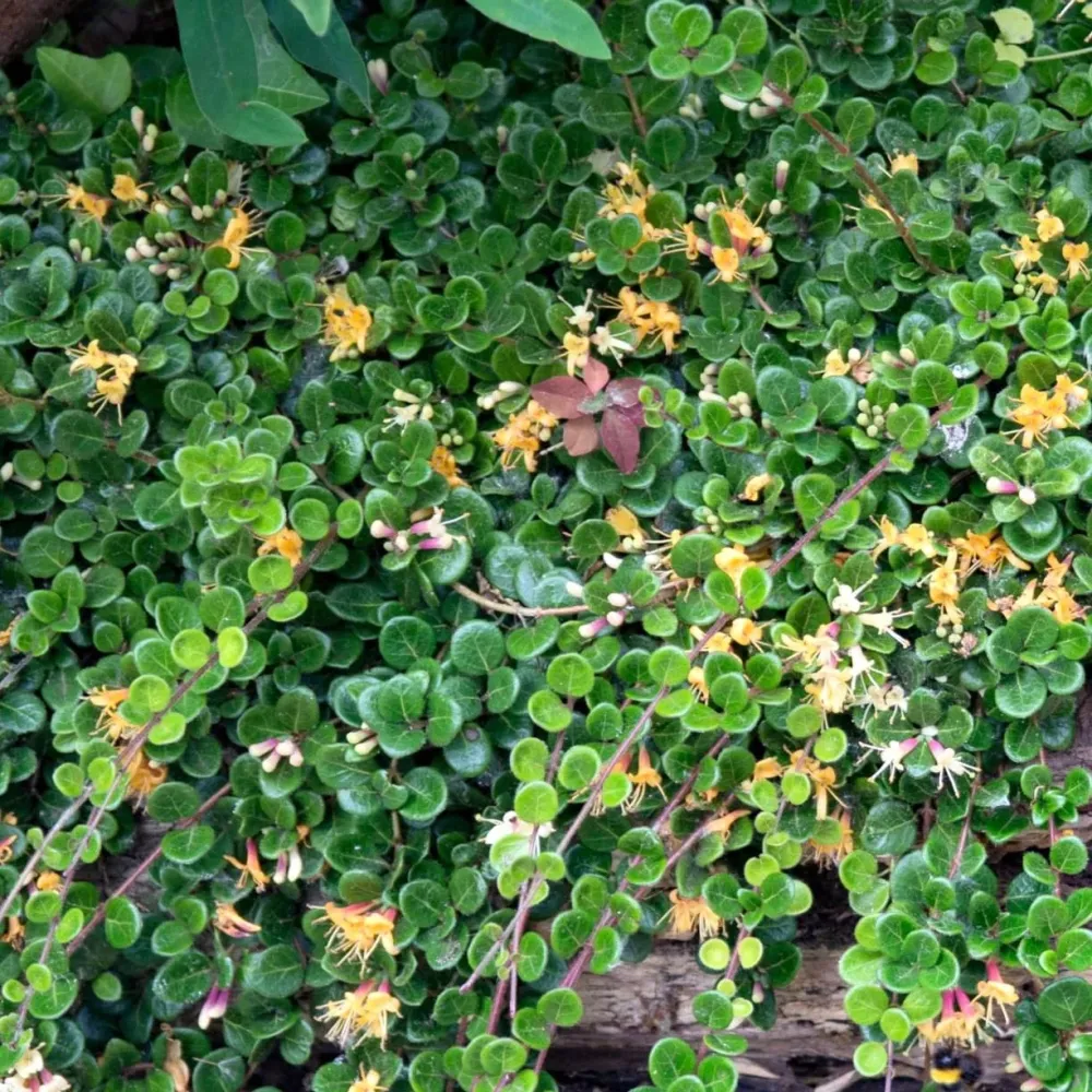 Lonicera crassifolia 'Little Honey' (Evergreen) - Caprifoi tarator