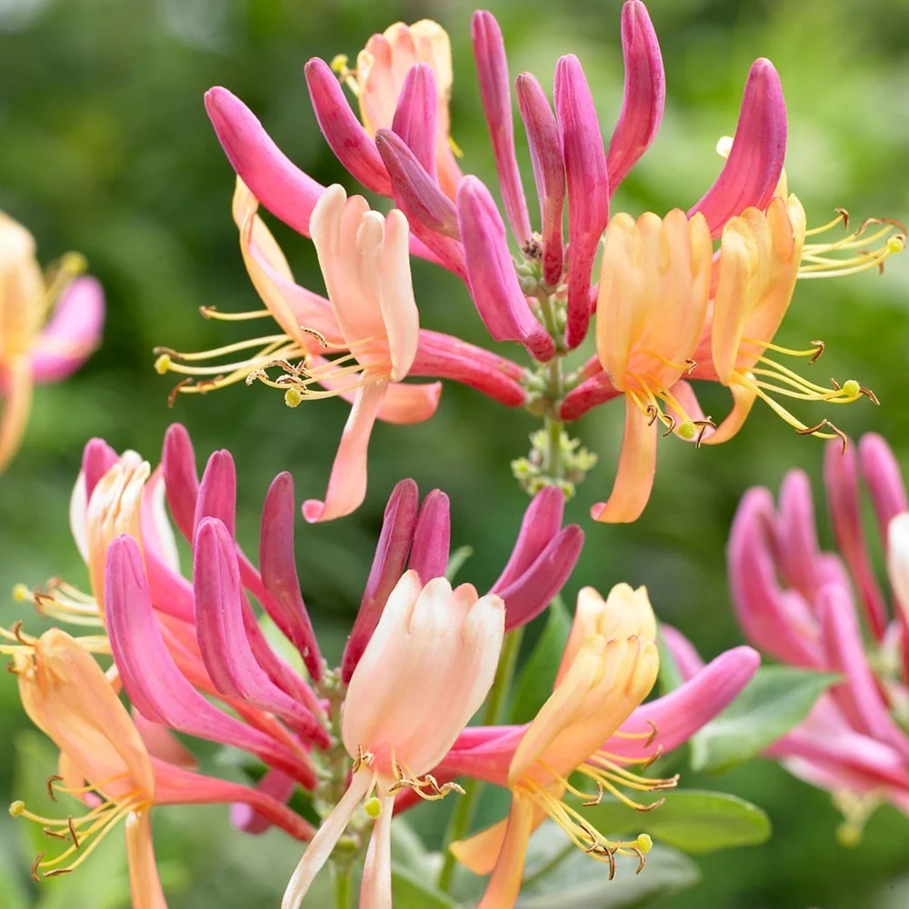 Lonicera 'Heckrottii' - Mana Maicii Domnului, Caprifoi (evergreen - verde tot anul)