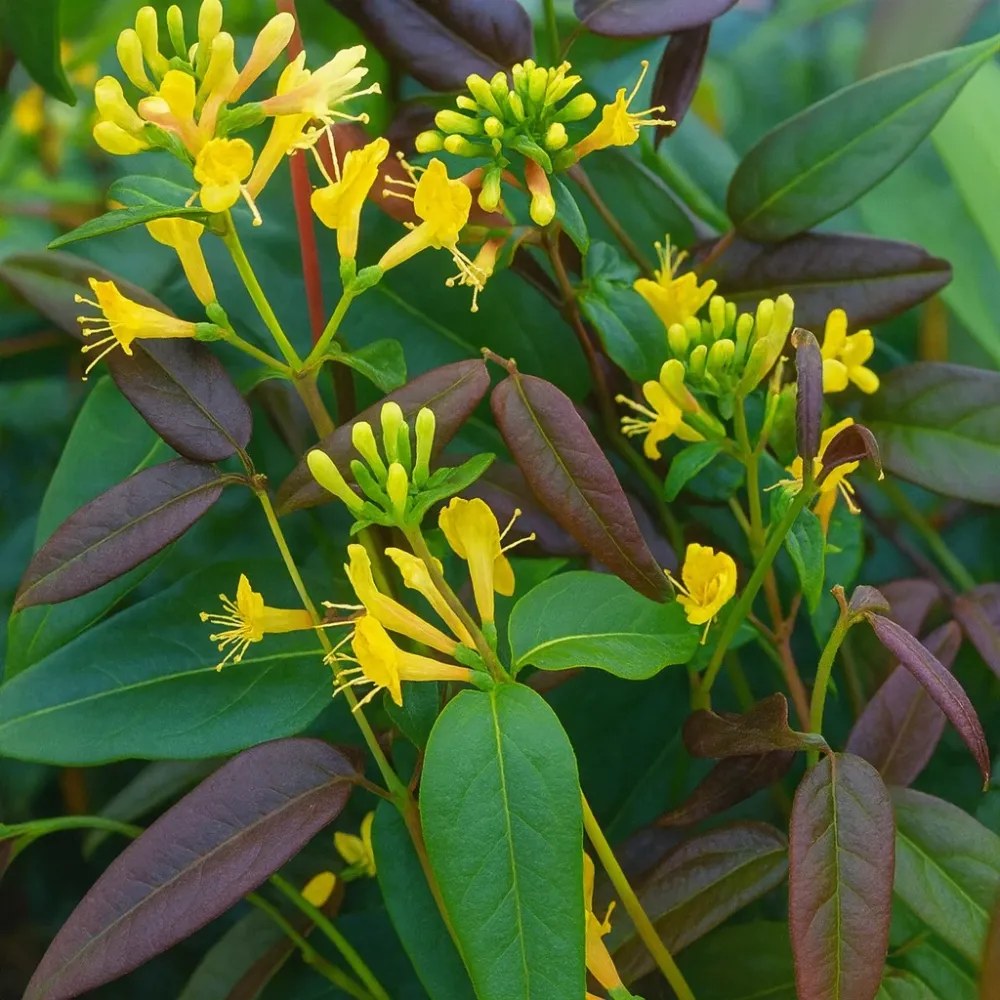 Lonicera henryi 'Copper Beauty' - parfum puternic, foliaj spectaculos permanent verde