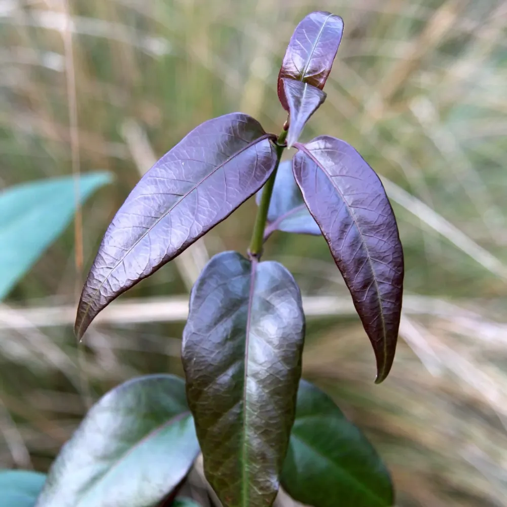 Lonicera henryi 'Copper Beauty' - parfum puternic, foliaj spectaculos permanent verde