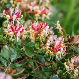 Lonicera henryi - flori si fructe comestibile, foliaj permanent verde