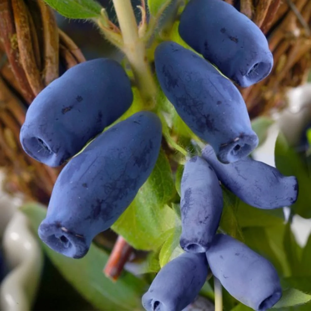 Lonicera kamtschatica 'Indigo Gem' - Afin siberian