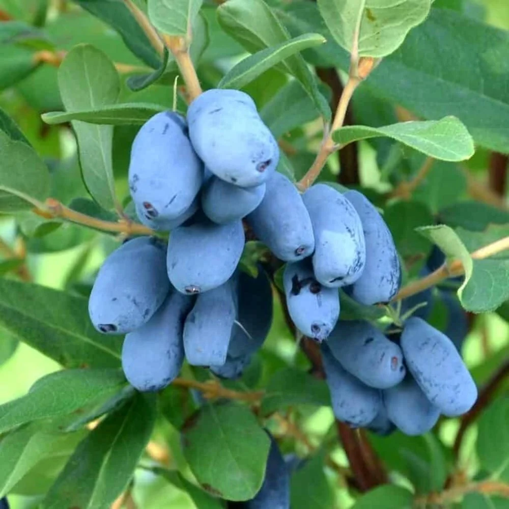 Lonicera kamtschatica 'Indigo Gem' - Afin siberian