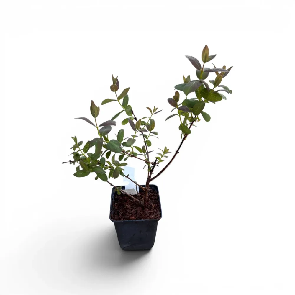 Lonicera kamtschatica 'Indigo Gem' - Afin siberian