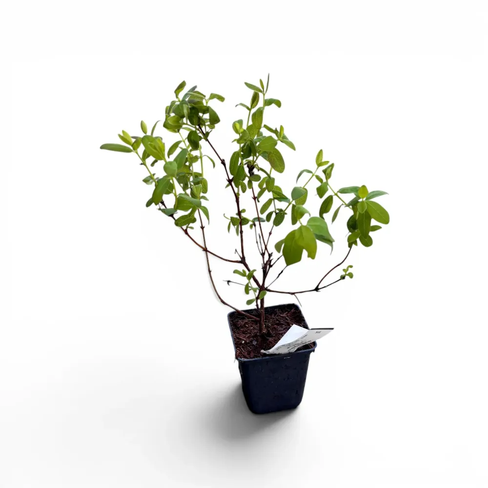 Lonicera kamtschatica 'Leningrad Giant' (Leningradskij Velikan) - Afinul siberian, Boabe de miere