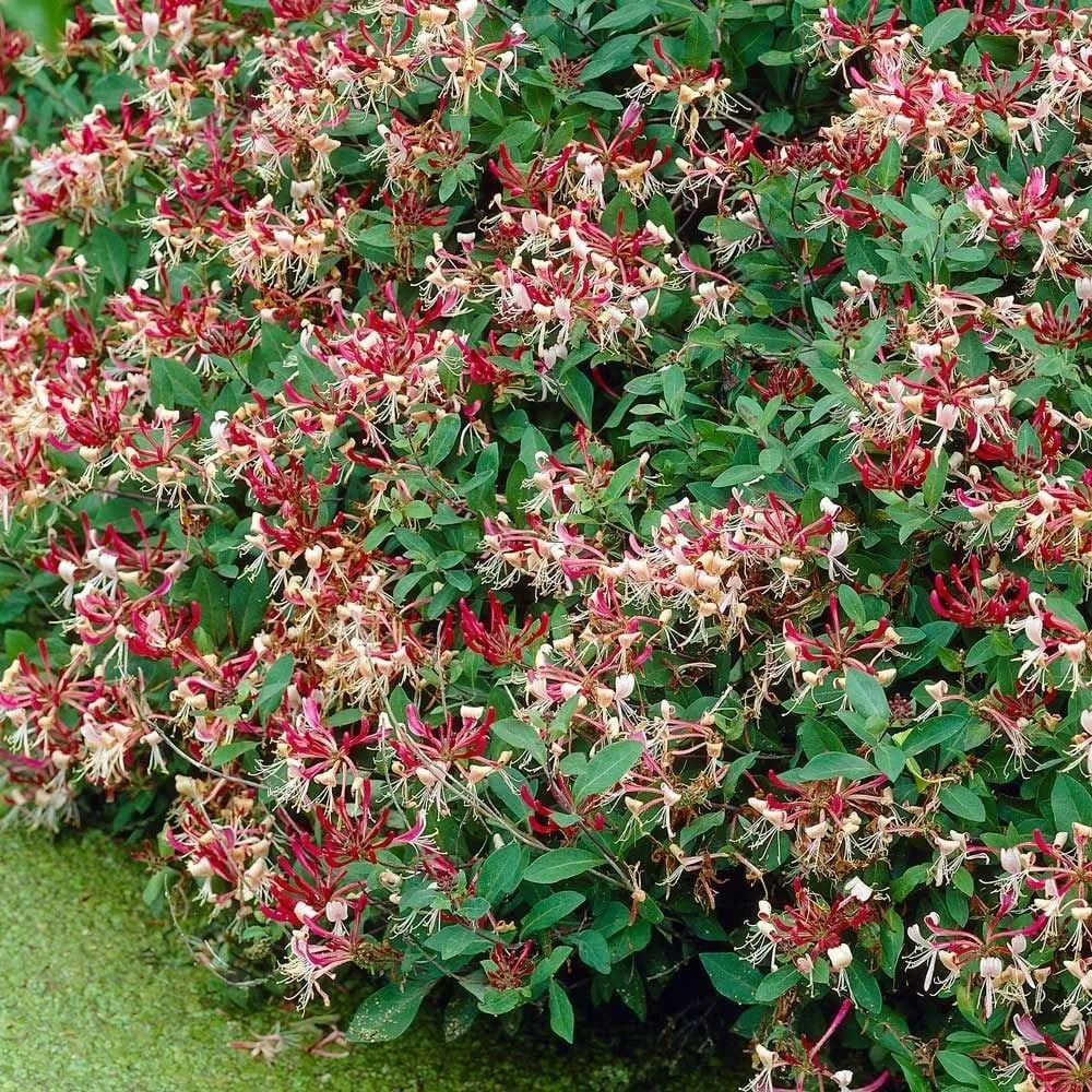 Lonicera periclymenum ‘Serotina’ – caprifoi tarziu cu flori spectaculoase si parfum intens
