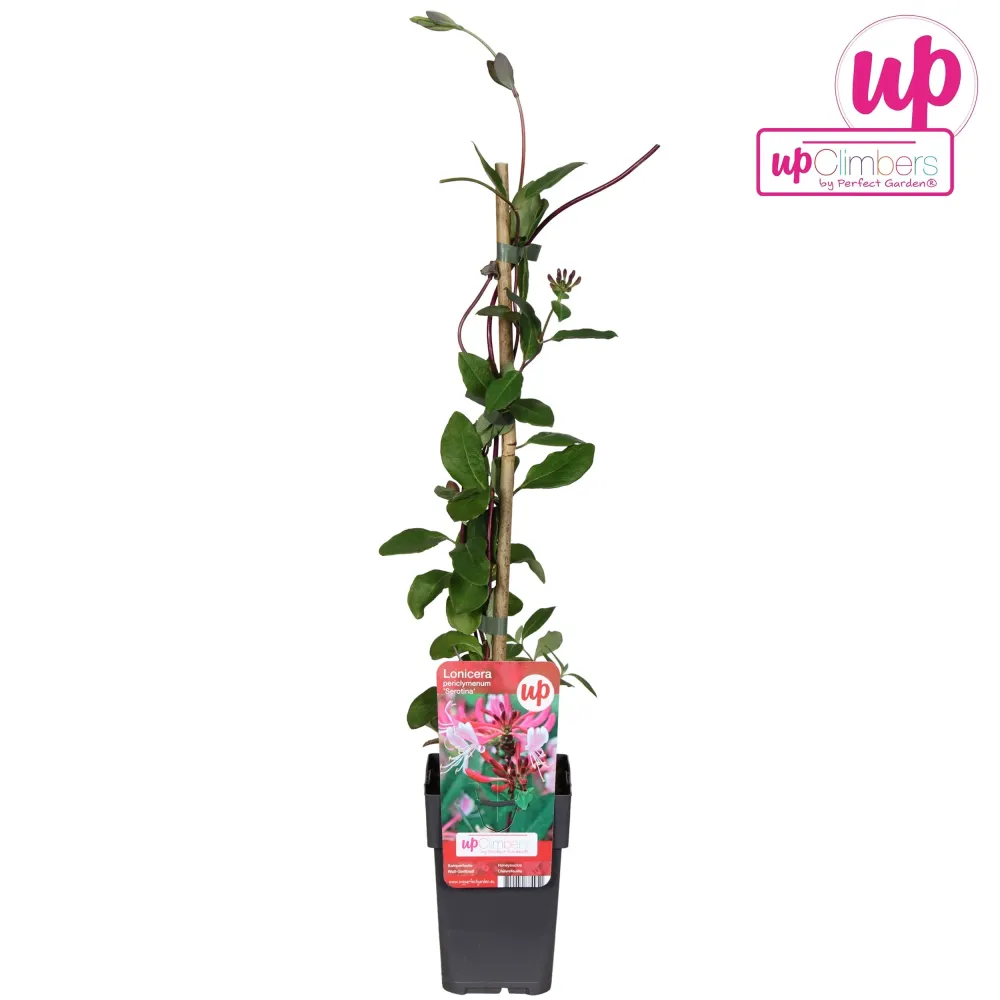 Lonicera periclymenum ‘Serotina’ – caprifoi tarziu cu flori spectaculoase si parfum intens