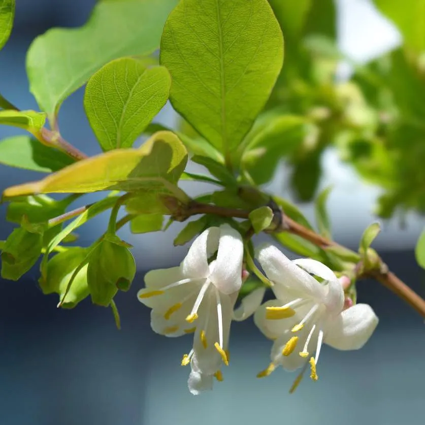 Lonicera purpusii 'Winter Beauty' (Caprifoi de iarna) - inflorire de iarna, parfum puternic