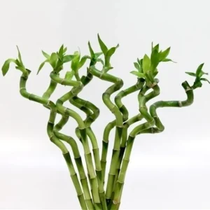 Lucky Bamboo – bambusul norocos la fir, simbol al echilibrului si prosperitatii
