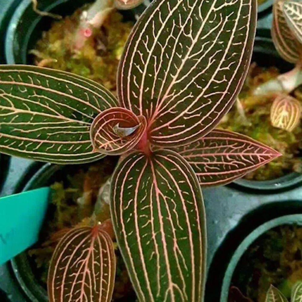 Ludochilus Dominyi × Anoectochilus roxburghii * (Jewel Orchid) - orhideea bijuterie