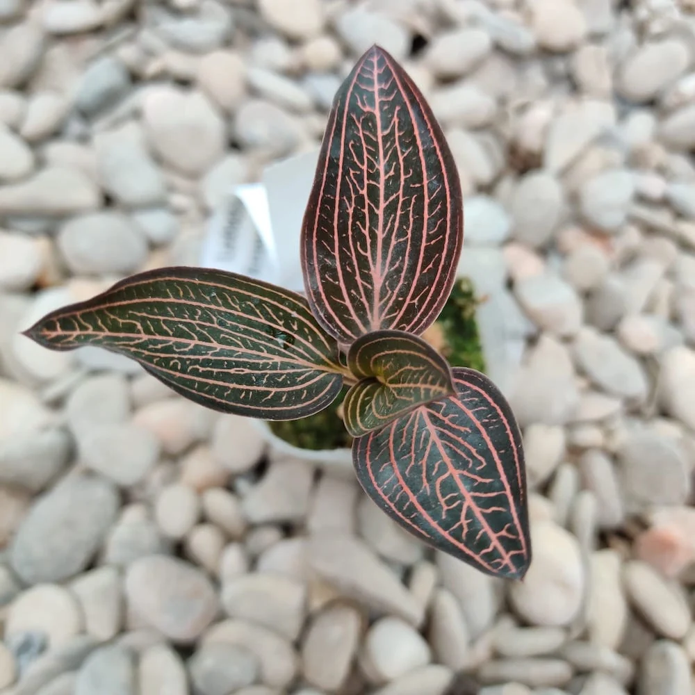 Ludochilus Dominyi × Anoectochilus roxburghii * (Jewel Orchid) - orhideea bijuterie