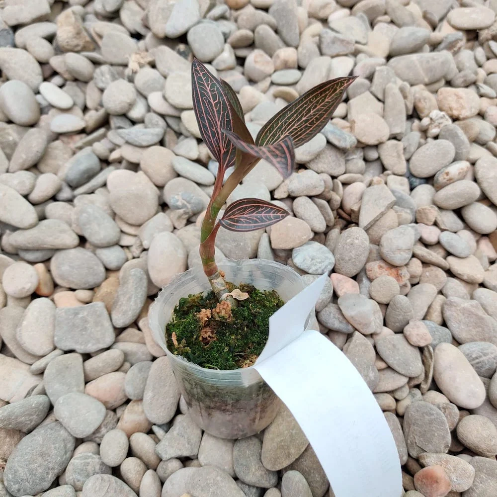 Ludochilus Dominyi × Anoectochilus roxburghii * (Jewel Orchid) - orhideea bijuterie