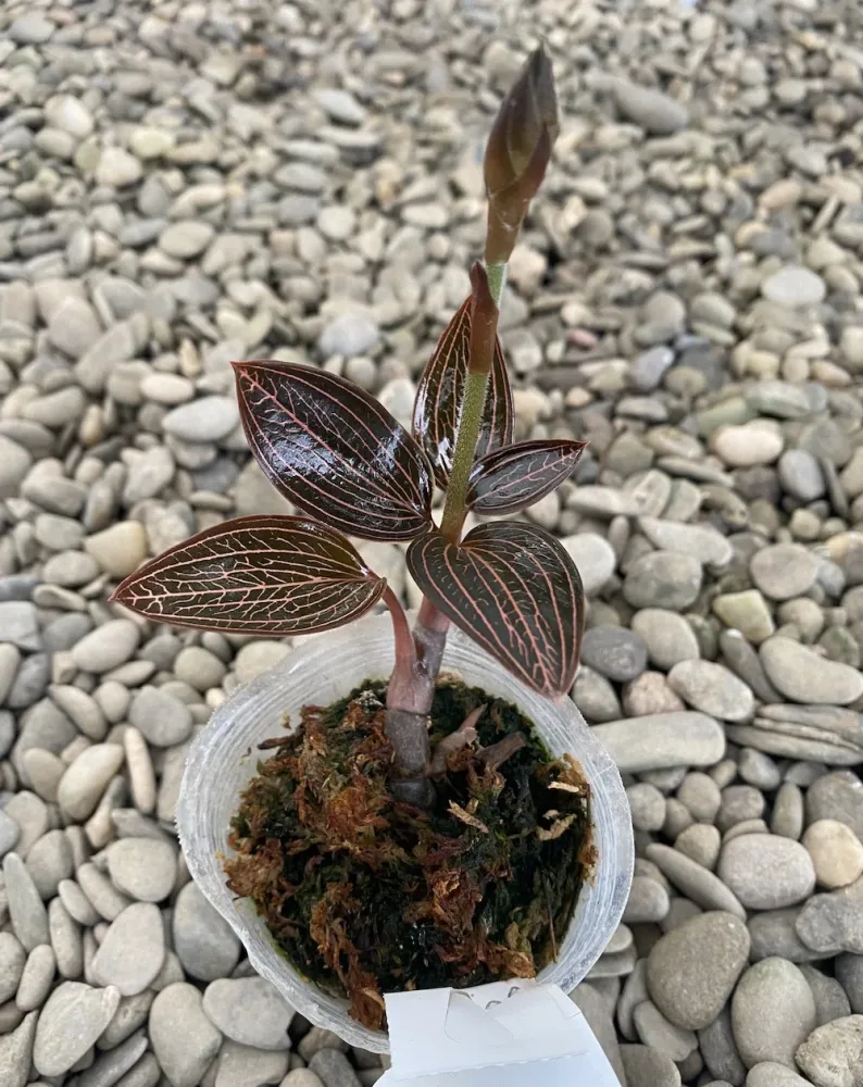 Ludochilus Dominyi × Anoectochilus roxburghii * (Jewel Orchid) - orhideea bijuterie