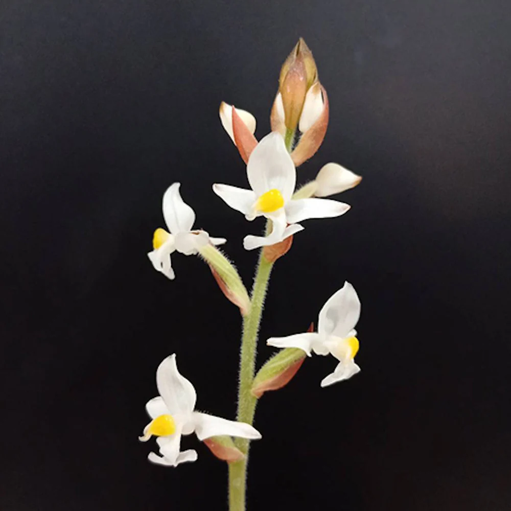 Ludochilus Dominyi × Anoectochilus roxburghii * (Jewel Orchid) - orhideea bijuterie