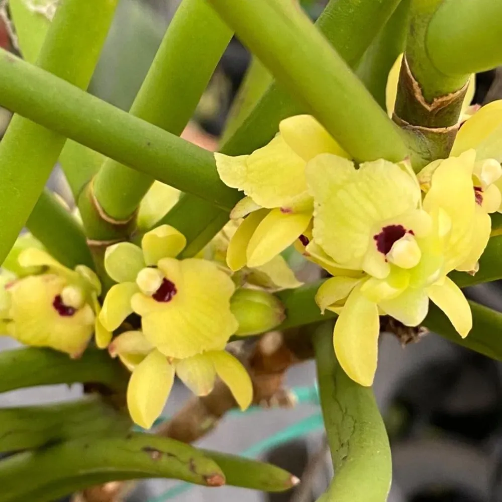 Luisia primulina (Velvet orchid)