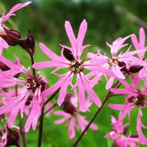 Lychnis flos-cuculi