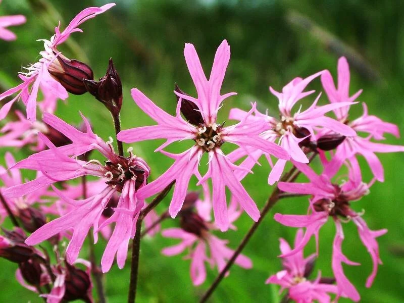 Lychnis flos-cuculi