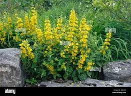 LYSIMACHIA VULGARIS