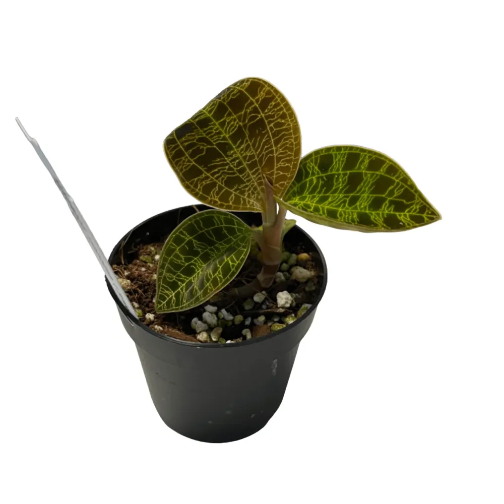 Macodes petola 'Gold' (Jewel Orchid)
