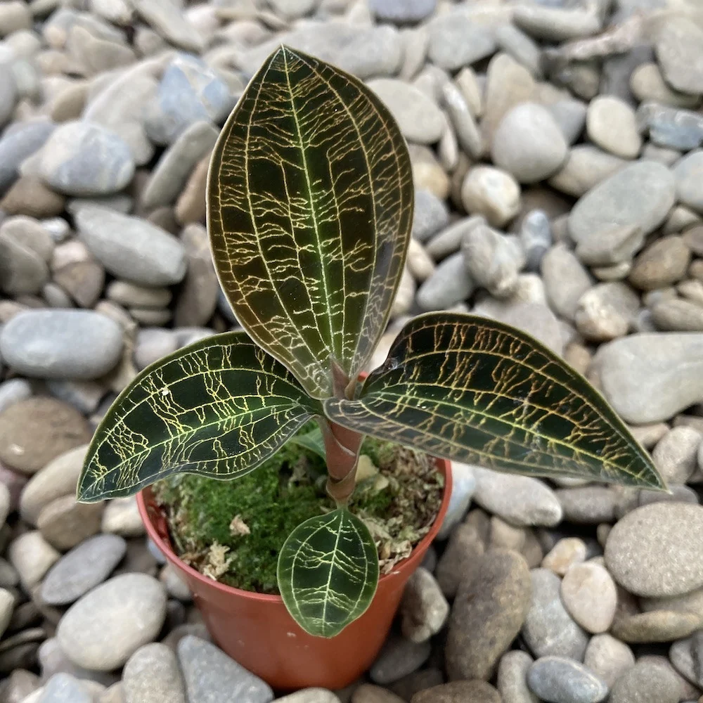 Macodes petola 'Gold' (Jewel Orchid)
