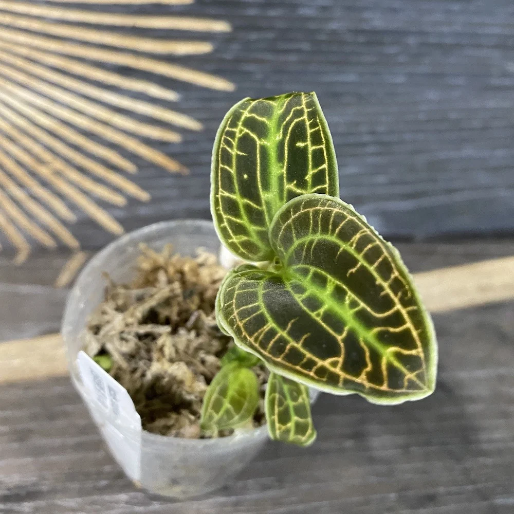 Macodes sanderiana (Jewel Orchid)