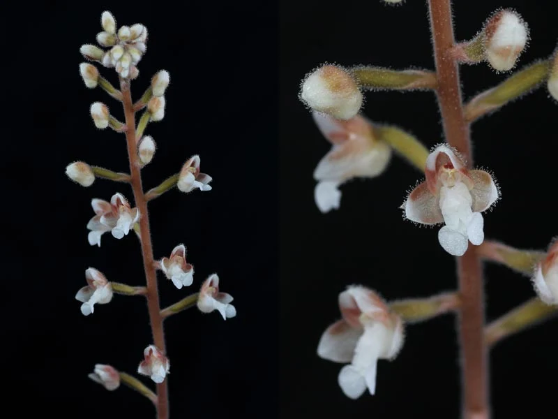 Macodes sanderiana (Jewel Orchid)