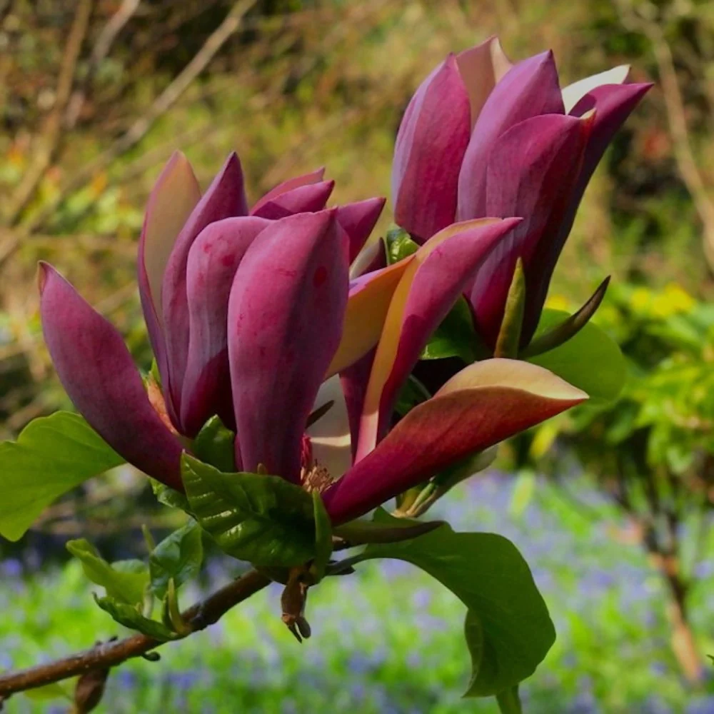 Magnolia 'Black Beauty' - flori unice, parfumate