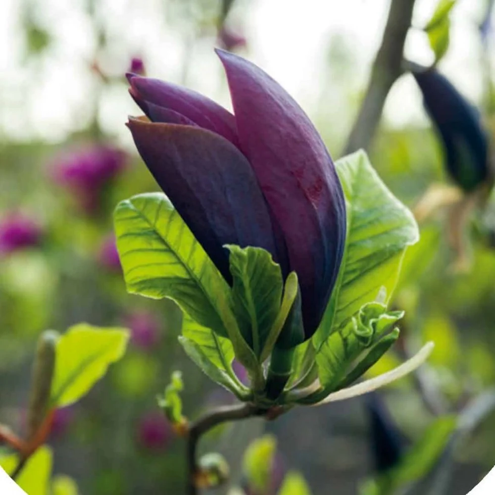Magnolia 'Black Beauty' - flori unice, parfumate