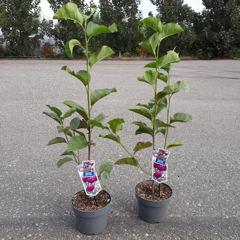 Magnolia 'Black Beauty' - flori unice, parfumate