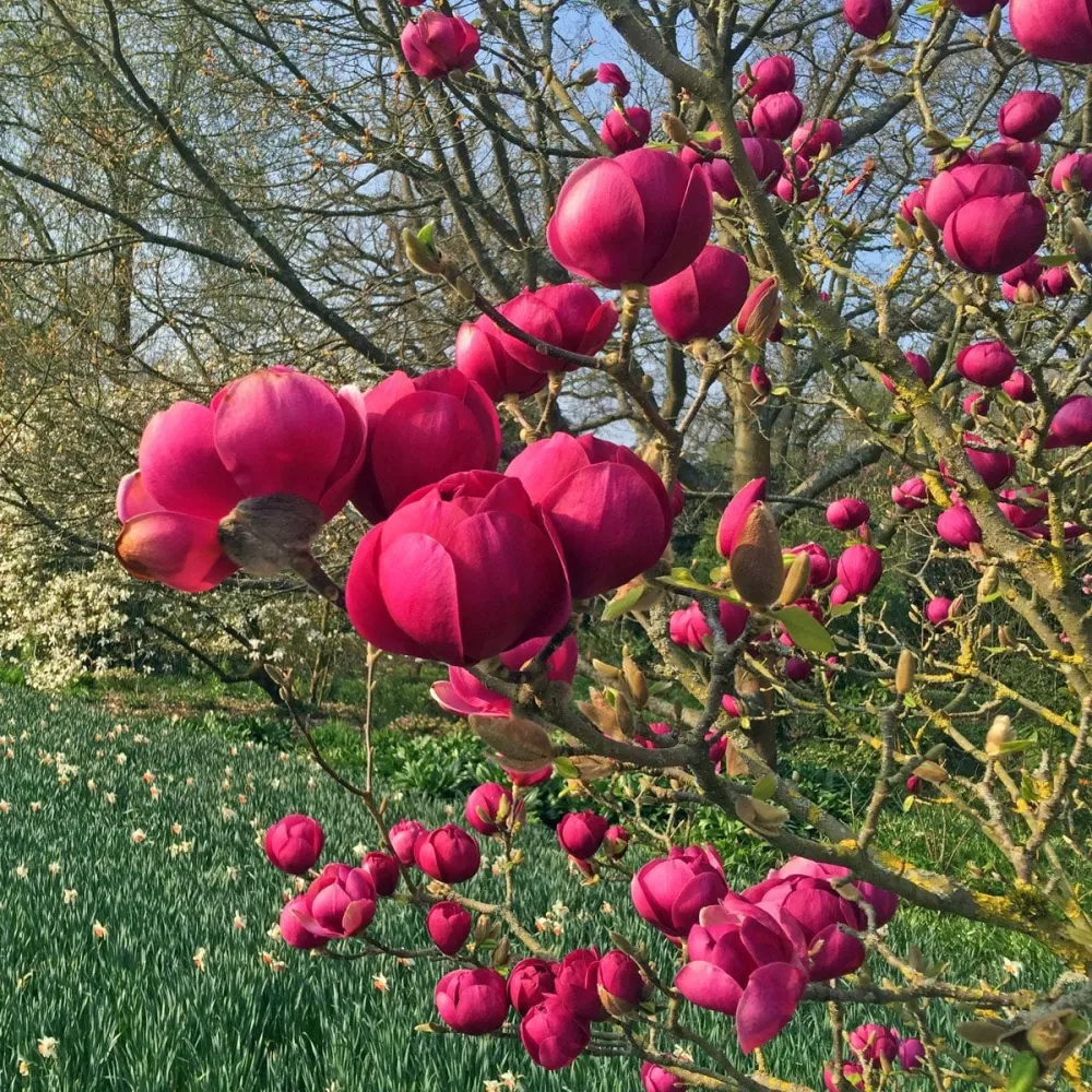Magnolia 'Black Tulip'