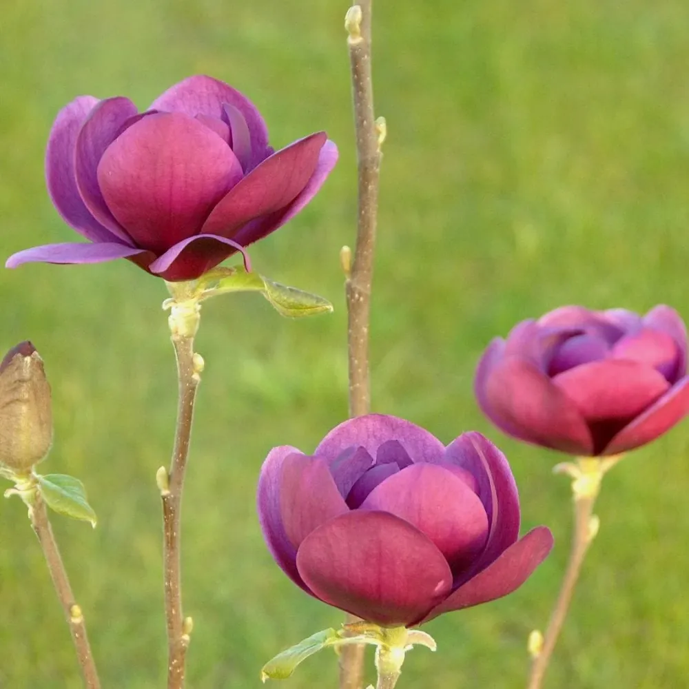 Magnolia 'Black Tulip'