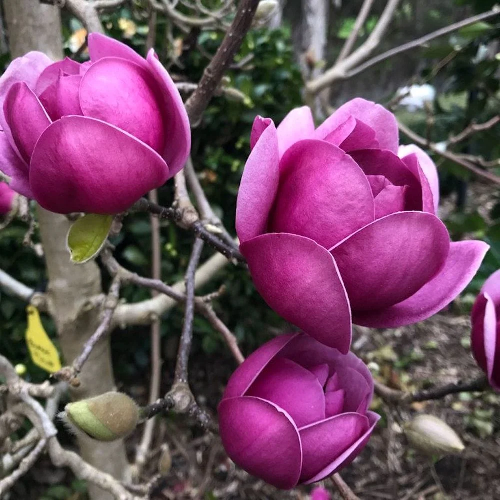Magnolia 'Black Tulip'