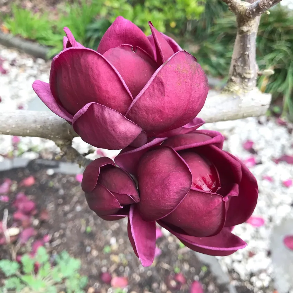 Magnolia 'Genie' - flori incredibile, uriase, parfumate