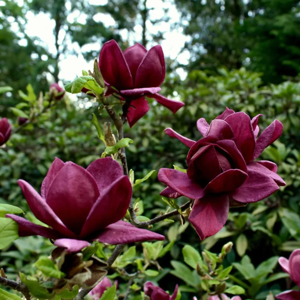 Magnolia 'Genie' - flori incredibile, uriase, parfumate