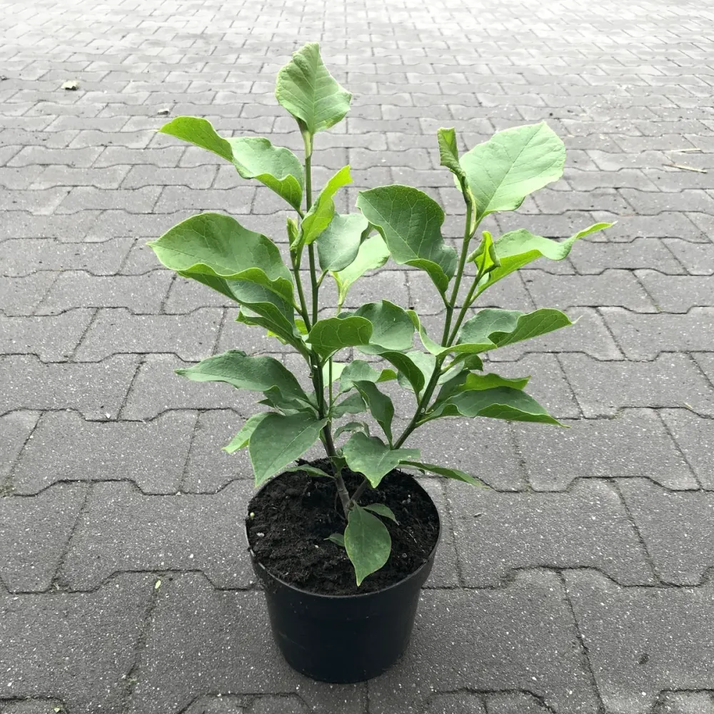 Magnolia 'Genie' - flori incredibile, uriase, parfumate