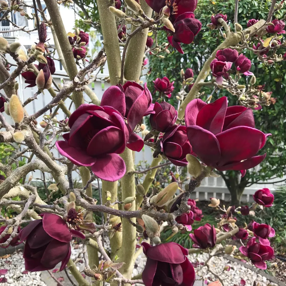 Magnolia 'Genie' - flori incredibile, uriase, parfumate