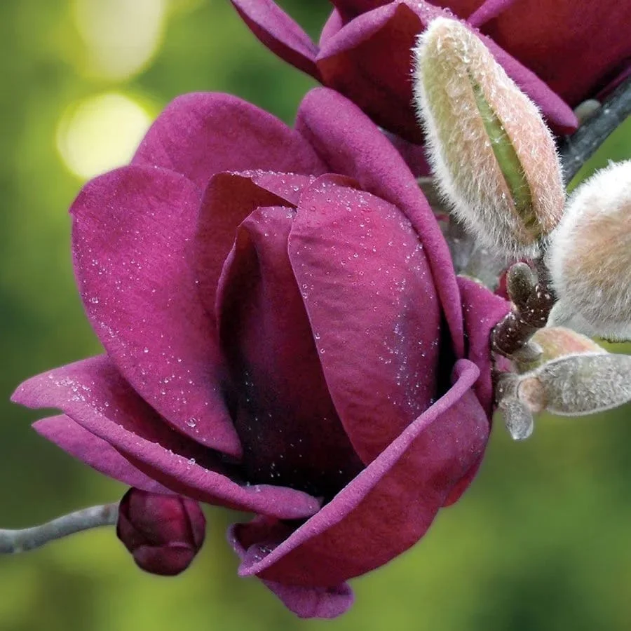Magnolia 'Genie' - flori incredibile, uriase, parfumate