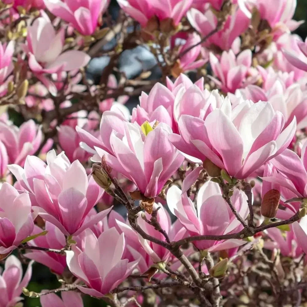 Magnolia 'George Henry Kern' H70 cm - flori parfumate