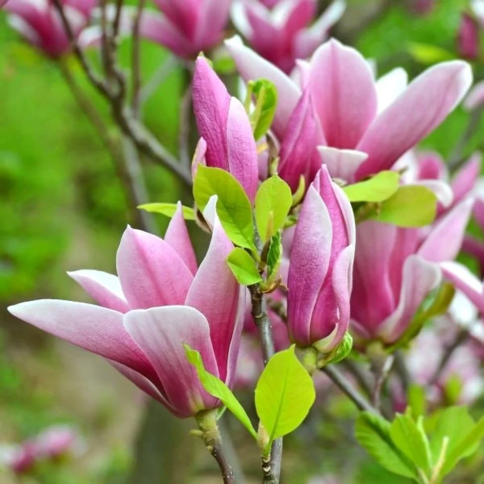 Magnolia 'George Henry Kern' H70 cm - flori parfumate