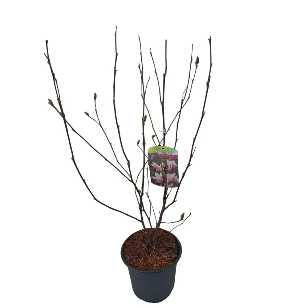 Magnolia 'George Henry Kern' H70 cm - flori parfumate