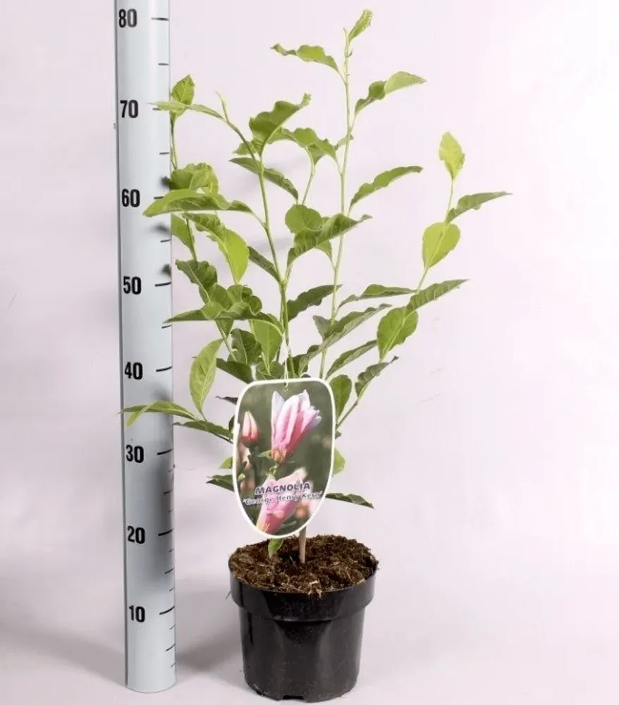 Magnolia 'George Henry Kern' H70 cm - flori parfumate