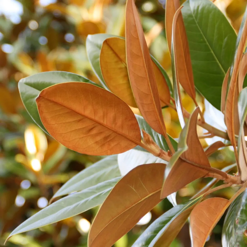 Magnolia grandiflora 'Ferruginea' - foliaj vesnic verde, flori uriase, parfumate (exemplare tinere)